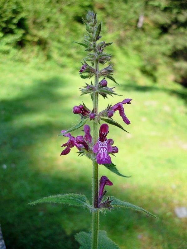 Stachys sylvatica (Lamiaceae)